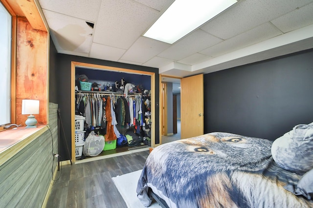 bedroom with a closet, a paneled ceiling, and dark hardwood / wood-style flooring