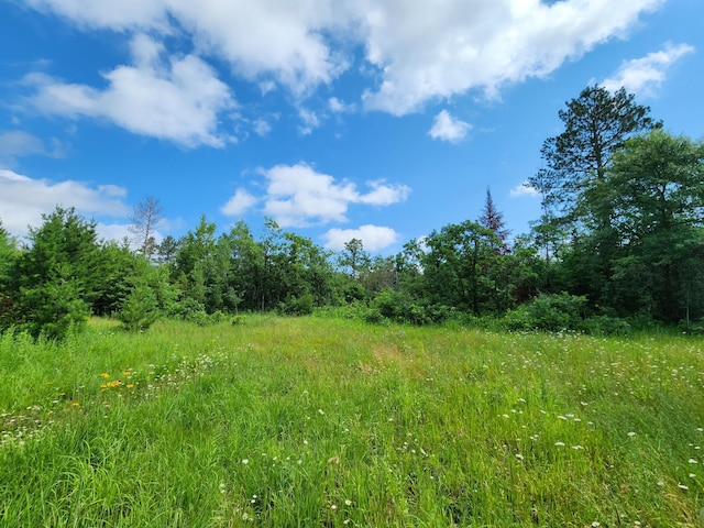 view of local wilderness