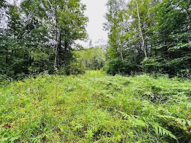 51801 Townhall Rd, Squaw Lake, MN 56681 - photo 3
