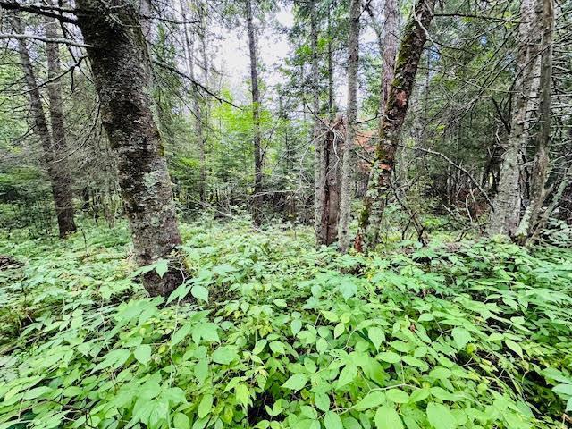 51801 Townhall Rd, Squaw Lake, MN 56681 - photo 4