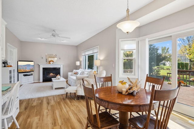 dining area with light wood finished floors, a fireplace with flush hearth, and a ceiling fan