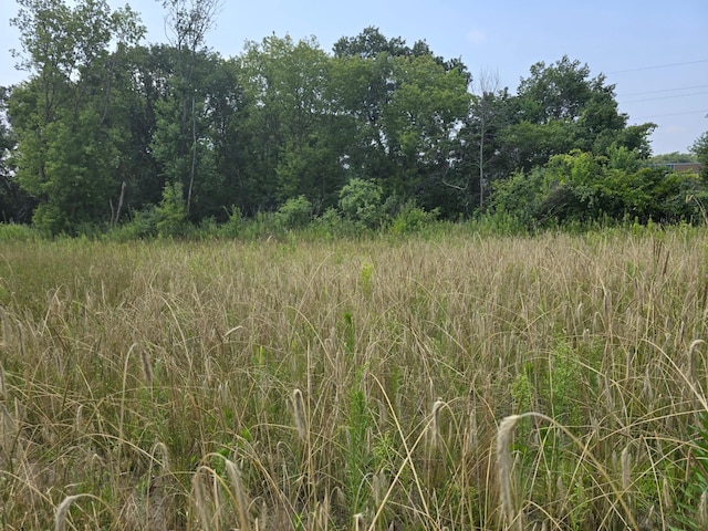 view of local wilderness