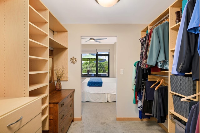 walk in closet featuring ceiling fan and light carpet