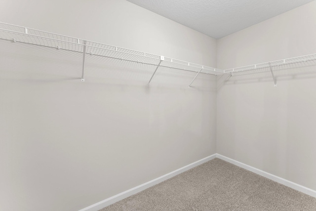 walk in closet with carpet flooring