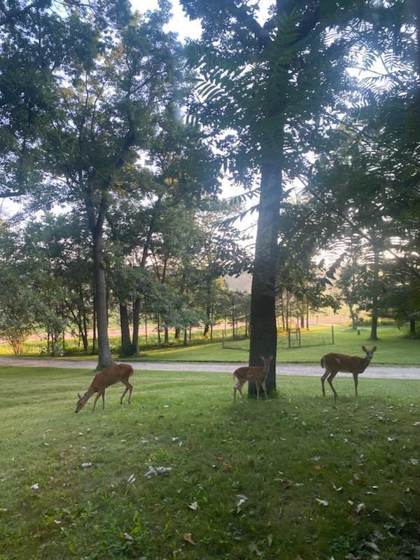 view of property's community with a yard