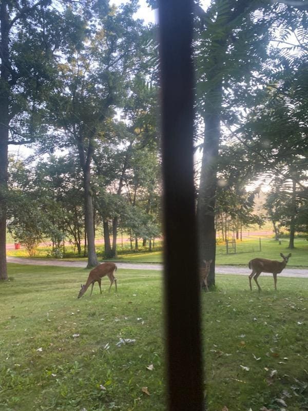 view of property's community featuring a lawn