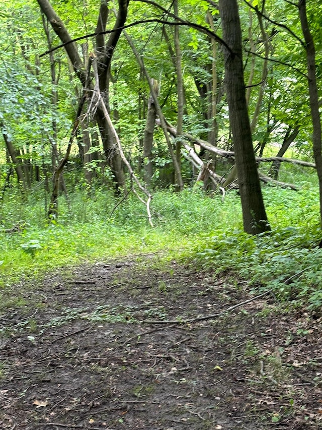 view of local wilderness