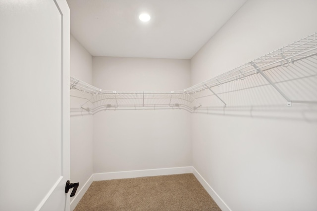 walk in closet with carpet floors