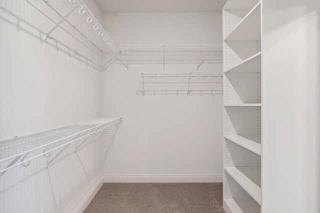 walk in closet featuring carpet floors