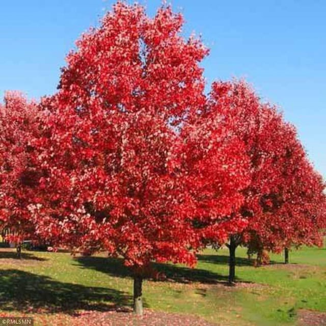 surrounding community with a yard