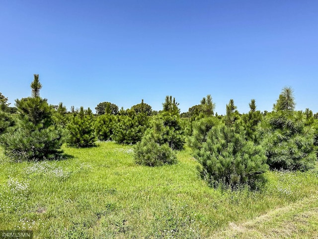 view of local wilderness