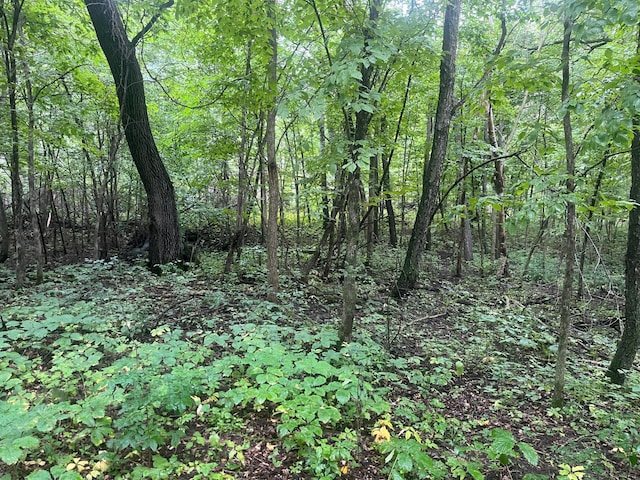 view of local wilderness