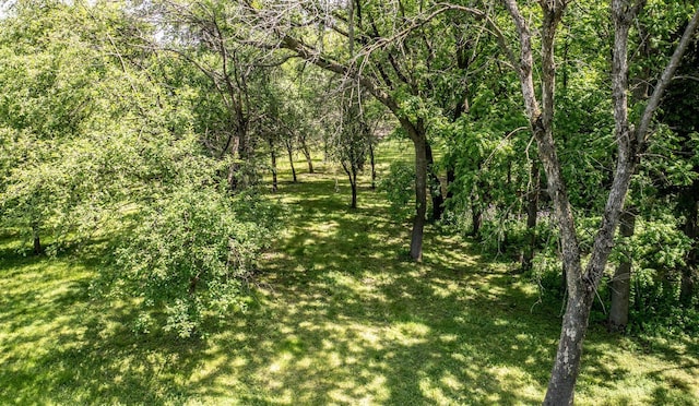 view of local wilderness