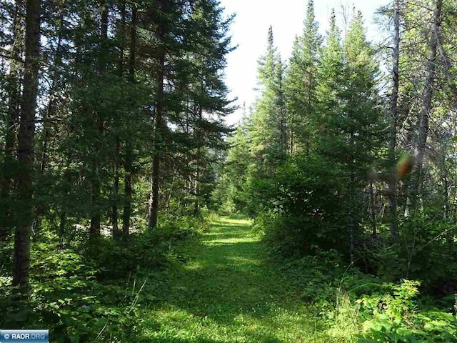 view of local wilderness