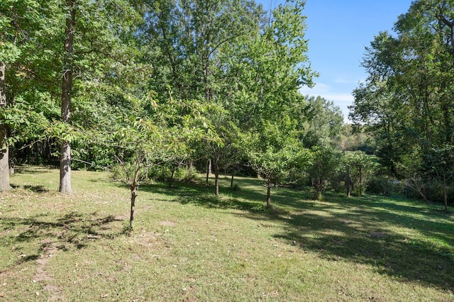 2894 115th Ave, Greenbush Twp, MN 55371 - view of green lawn