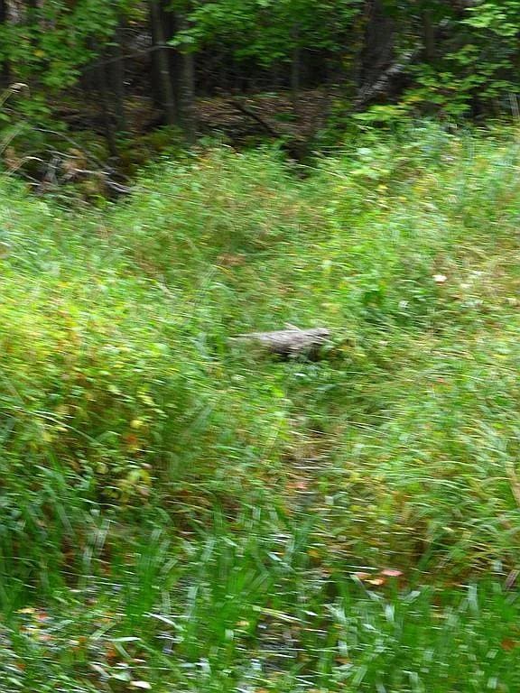 22519 County Road 3, Lake Edward Twp, MN 56465 - view of local wilderness