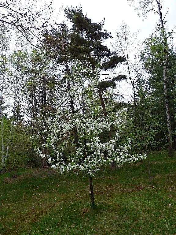 22519 County Road 3, Lake Edward Twp, MN 56465 - view of nature