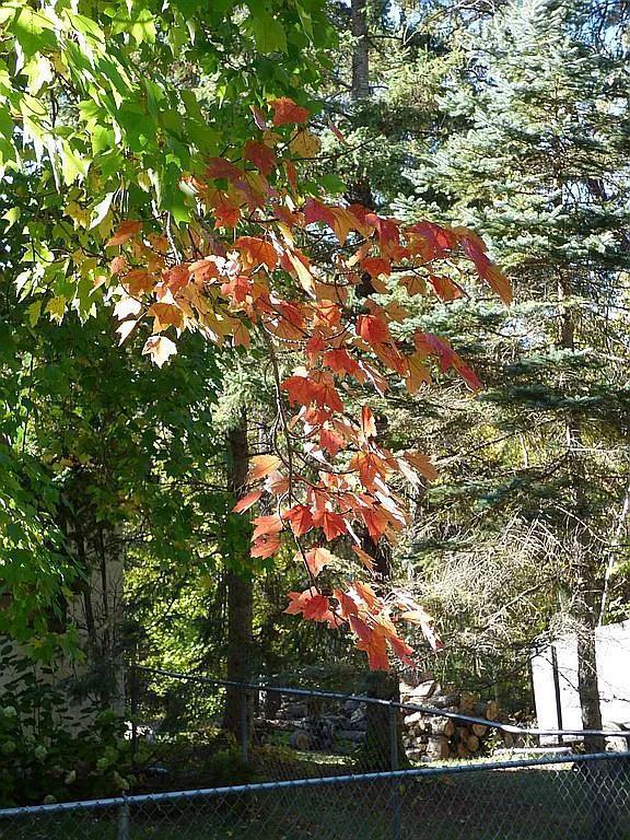 22519 County Road 3, Lake Edward Twp, MN 56465 - view of local wilderness