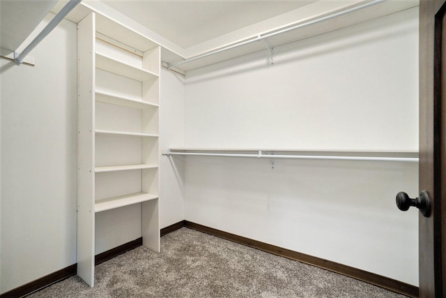 walk in closet with carpet floors