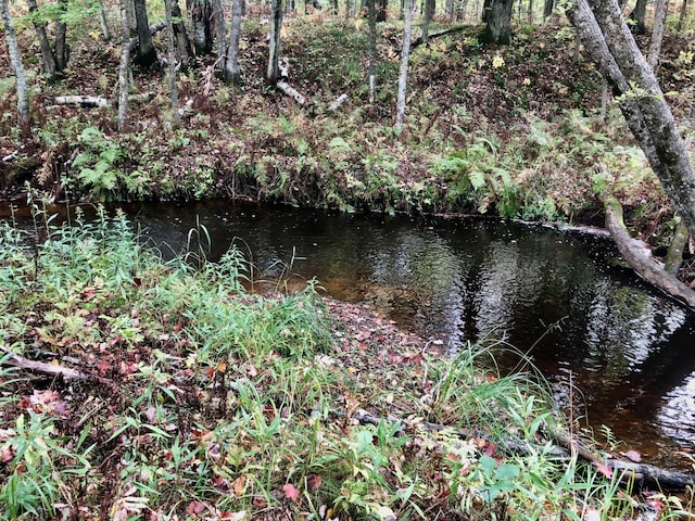 view of local wilderness