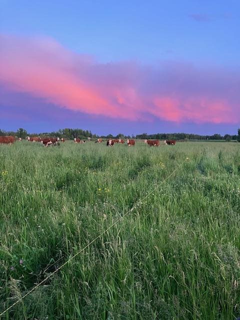 nature at dusk featuring a rural view