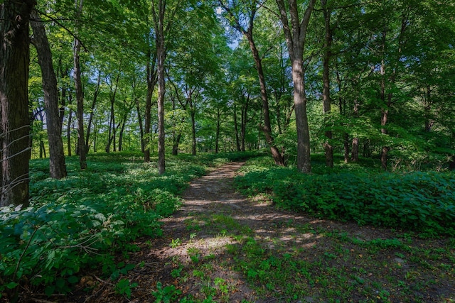 view of local wilderness