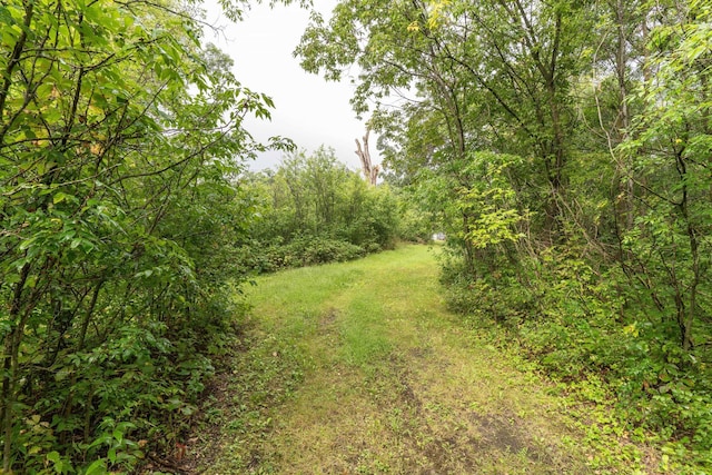 view of local wilderness