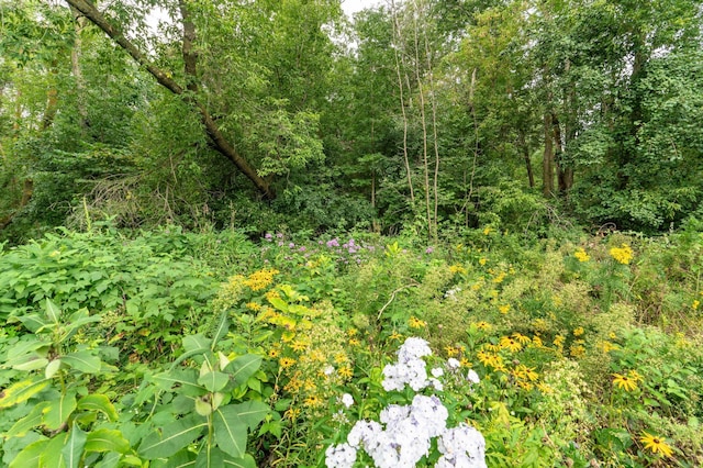 view of local wilderness featuring a wooded view