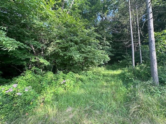 view of local wilderness with a wooded view