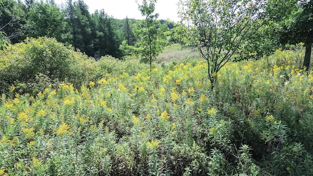 view of nature featuring a wooded view