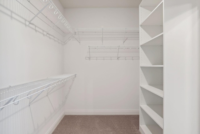 walk in closet featuring carpet flooring