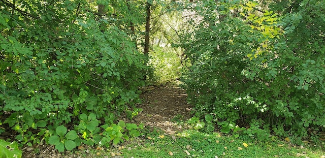 view of local wilderness