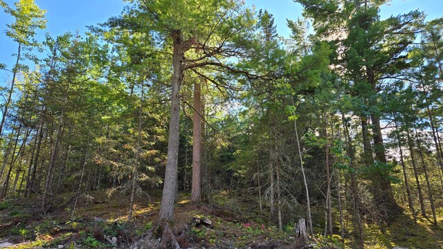 XX13.7 Crane Lake Rd, Crane Lake Twp, MN 55725 - photo 8