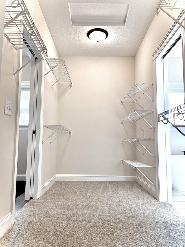 spacious closet featuring carpet flooring