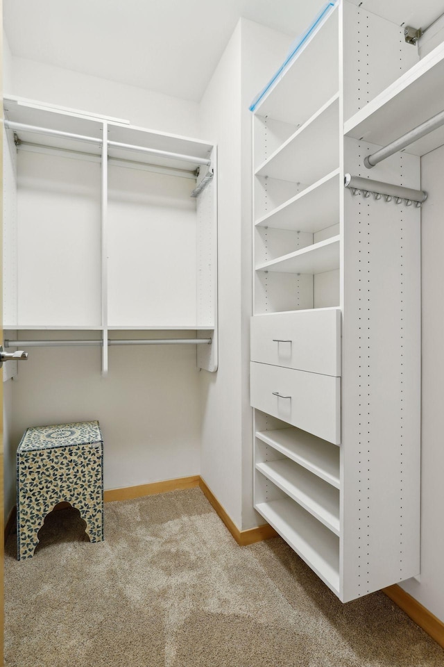 spacious closet featuring carpet flooring