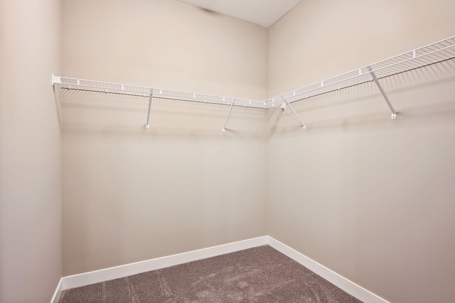 spacious closet featuring carpet