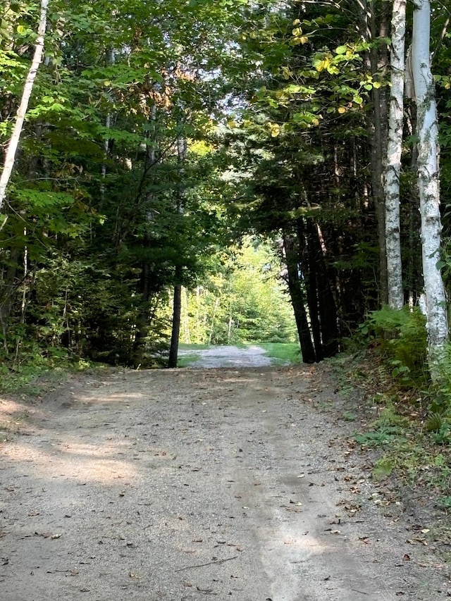 view of local wilderness