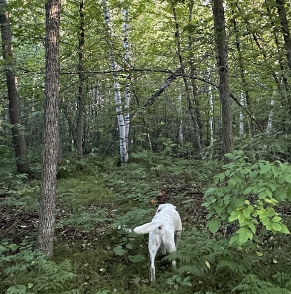 24628 Rock Lake Rd Unit Lot1, Rochert, MN 56578