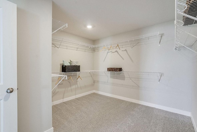 spacious closet with carpet flooring