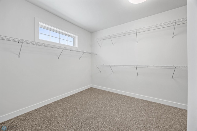 walk in closet with carpet floors