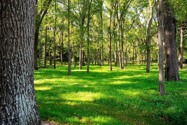 view of nature