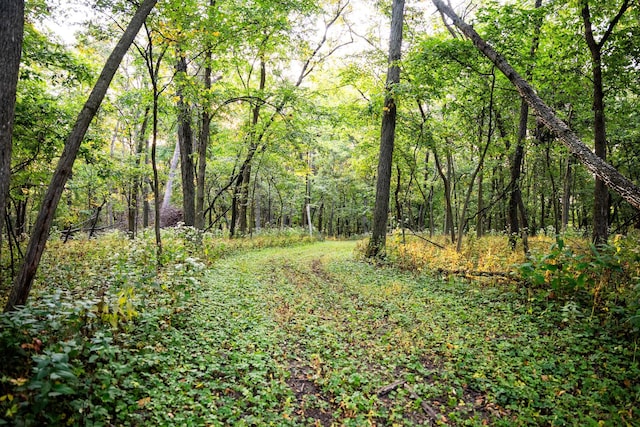 view of local wilderness