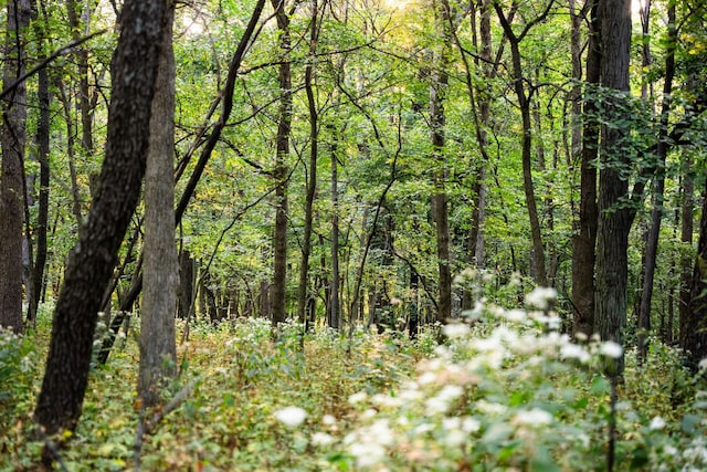 view of landscape