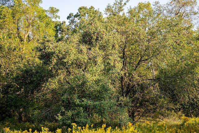 view of local wilderness