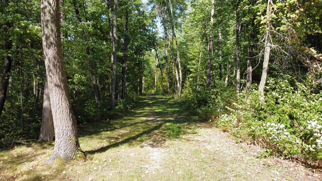 view of local wilderness