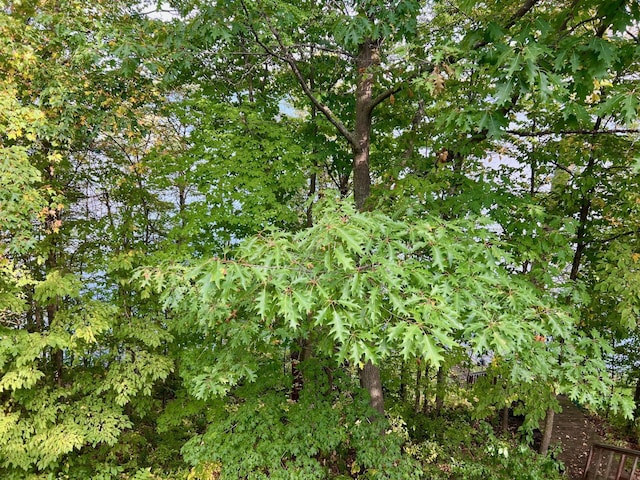 view of local wilderness