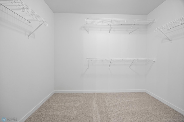 walk in closet featuring carpet flooring