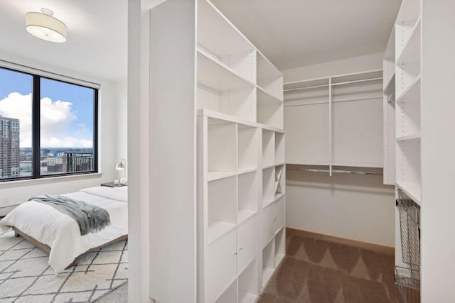 spacious closet featuring carpet floors