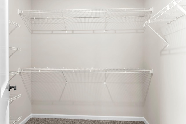 spacious closet featuring carpet