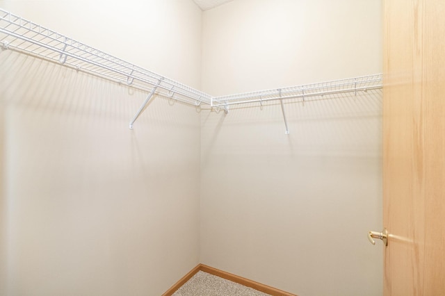 walk in closet featuring carpet flooring